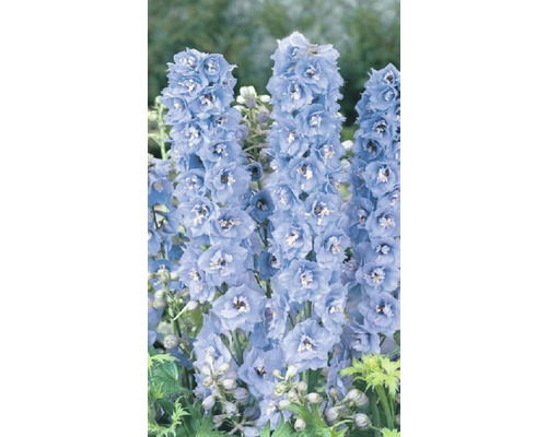 Rittersporn im Detail