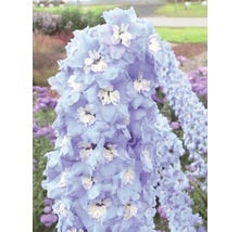 Rittersporn-Blütenstand im Detail