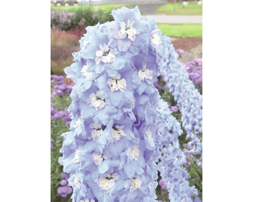 Rittersporn-Blütenstand im Detail