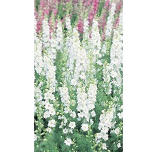 Feld von Ritterspornblüten