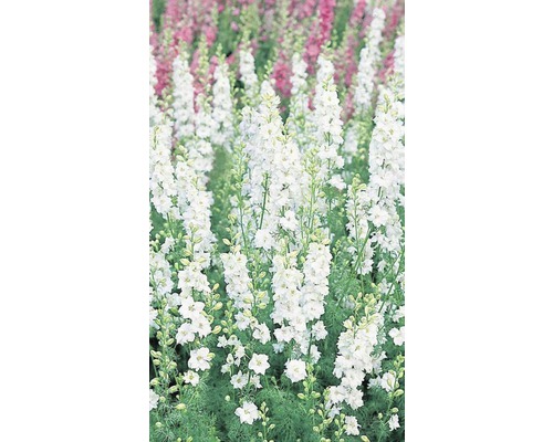 Feld von Ritterspornblüten