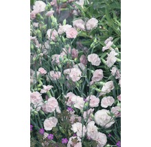 Nahaufnahme von rosa Nelkenblüten