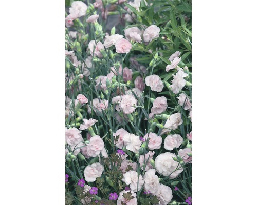 Nahaufnahme von rosa Nelkenblüten