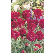 Nahaufnahme von roten Bartnelken im Gartenbeet