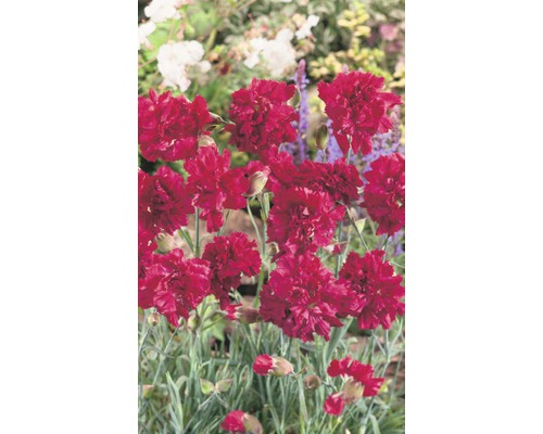 Nahaufnahme von roten Bartnelken im Gartenbeet