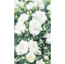 Nahaufnahme von weißen Nelkenblüten