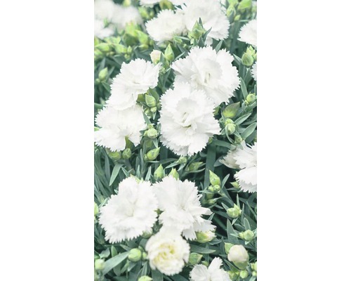 Nahaufnahme von weißen Nelkenblüten