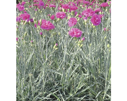 Feld mit rosafarbenen Nelkenblüten