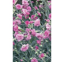 Nahaufnahme von rosa Nelkenblüten