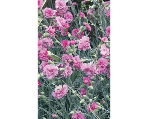 Nahaufnahme von rosa Nelkenblüten