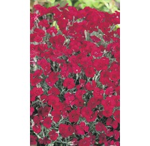 Nahaufnahme einer Gruppe roter Nelkenpflanzen.