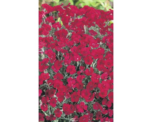 Nahaufnahme einer Gruppe roter Nelkenpflanzen.