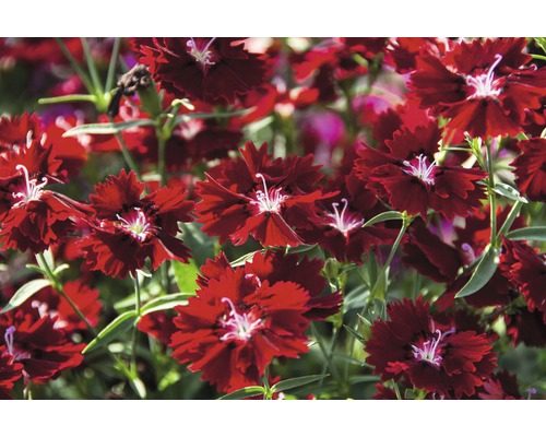 Nahaufnahme roter Nelkenblüten im Gartenbeet