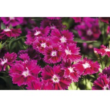 Nahaufnahme von Nelkenblüten