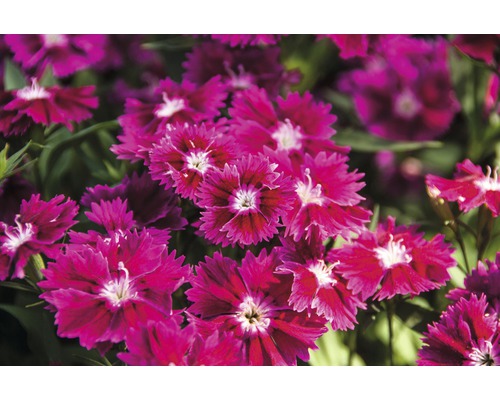 Nahaufnahme von Nelkenblüten