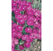 Nahaufnahme von rosafarbenen Nelkenblüten im Garten.