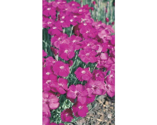 Nahaufnahme von rosafarbenen Nelkenblüten im Garten.