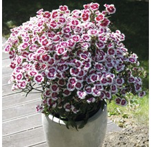 Nelke in einem Topf mit weißen und purpurroten Blüten