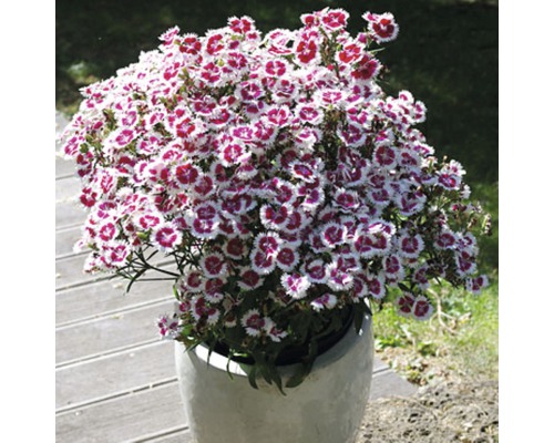 Nelke in einem Topf mit weißen und purpurroten Blüten