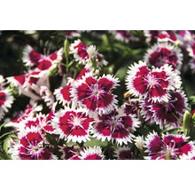 Nahaufnahme einer Gruppe von Nelkenblüten mit gezackten, zweifarbigen Blütenblättern.