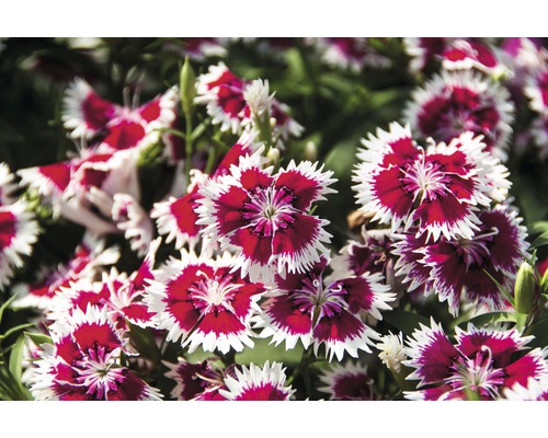 Nahaufnahme einer Gruppe von Nelkenblüten mit gezackten, zweifarbigen Blütenblättern.