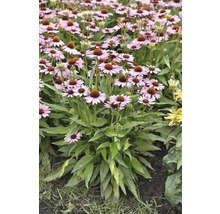 Feld mit blühenden Purpur-Sonnenhüten