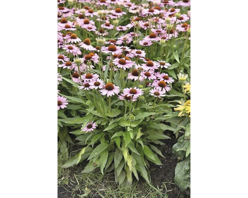 Feld mit blühenden Purpur-Sonnenhüten