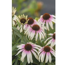 Nahaufnahme von blühenden Purpur-Sonnenhüten im Garten.