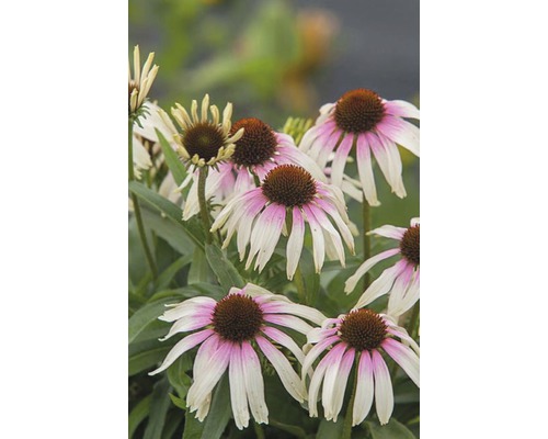 Nahaufnahme von blühenden Purpur-Sonnenhüten im Garten.