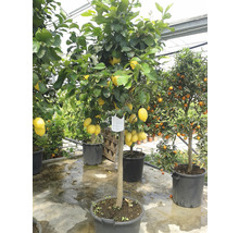 Zitronenbaum im Topf mit reifen Zitronen