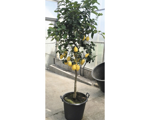 Zitronenbaum im Topf mit reifen Früchten