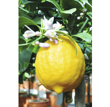 Zitronenbaum mit reifer Zitrone und Blüten