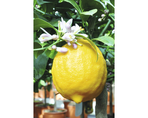 Zitronenbaum mit reifer Zitrone und Blüten