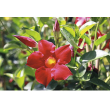 Nahaufnahme einer roten Mandevilla-Blume mit gelbem Zentrum