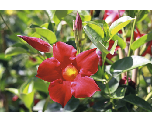 Nahaufnahme einer roten Mandevilla-Blume mit gelbem Zentrum