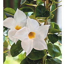 Dipladenia mit weißen Blüten und grünen Blättern.