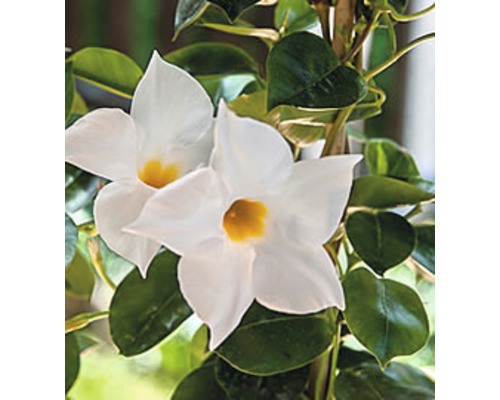 Dipladenia mit weißen Blüten und grünen Blättern.