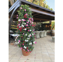 Dipladenia im Topf mit roten, rosa und weißen Blüten auf einer Terrasse