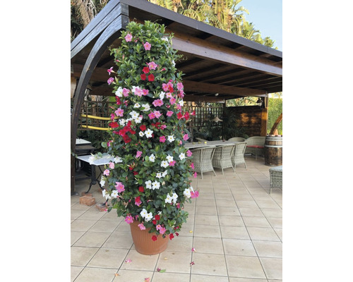 Dipladenia im Topf mit roten, rosa und weißen Blüten auf einer Terrasse
