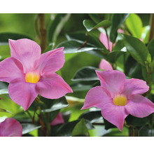 Nahaufnahme einer Mandevilla-Pflanze mit rosafarbenen Blüten