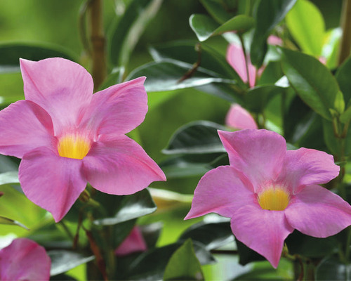 Nahaufnahme einer Mandevilla-Pflanze mit rosafarbenen Blüten