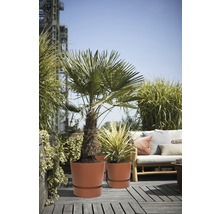 Sonnige Terrasse mit Pflanzen in Pflanzgefäßen und Sitzgelegenheiten