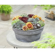 Hauswurz Mischung FloraSelf Sempervivum Mix H 5-10 cm Ø 13 cm Topf