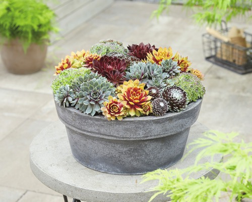 Hauswurz Mischung FloraSelf Sempervivum Mix H 5-10 cm Ø 13 cm Topf