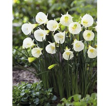 Gruppe von Narzissen im Garten