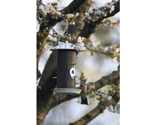Vogelhaus mit Futterstelle hängt an einem Baum mit Blüten und einem fliegenden Vogel