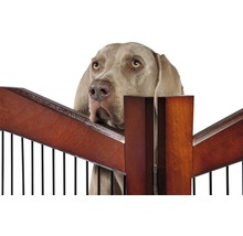 Weimaraner Hund schaut über ein Hunde Schutzgitter aus Holz und Metall
