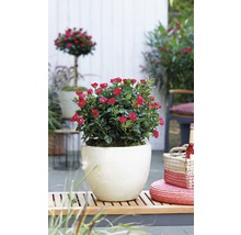 Topfrose mit roten Blüten im Topf auf einer Holzbank