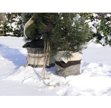 Zwei kleine Bäume in Töpfen im Schnee.