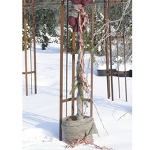 Eingepflanzter Baum mit Winterschutz in schneebedecktem Garten